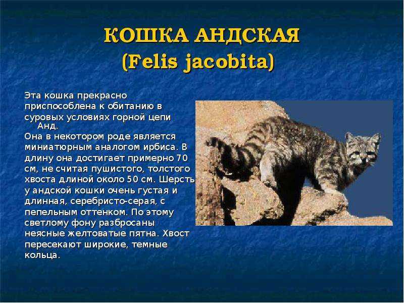 Барханный кот (песчаный): ареал обитания и образ жизни дикой кошки, характер и повадки, содержание в неволе