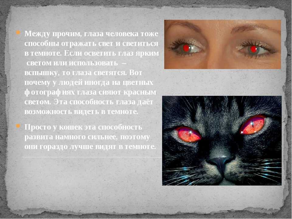 Почему у кошки и кота светятся глаза в темноте: особенности строения органа зрения у котят и взрослых животных, причины необычного явления