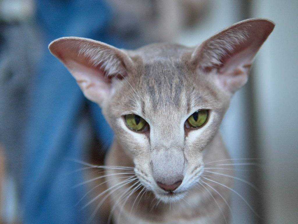 Ориентальная кошка: фото и описание породы