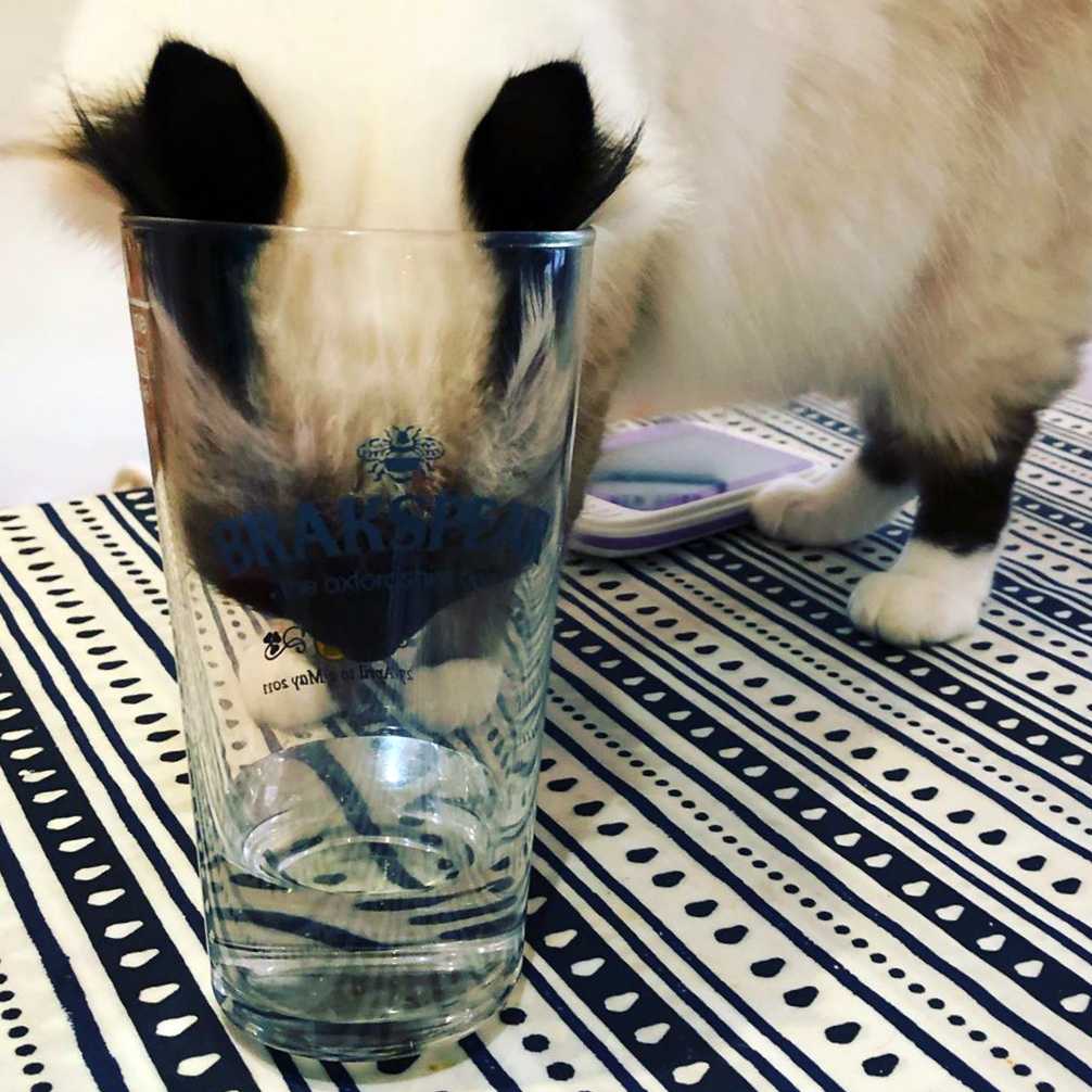 Почему кошка не пьет воду – причины, опасность, рекомендации