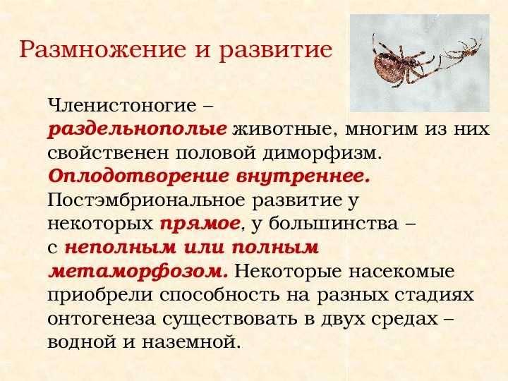 Тип членистоногие общая характеристика - tarologiay.ru