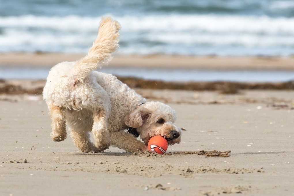 Как правильно отдохнуть с собакой на море — советы и рекомендации