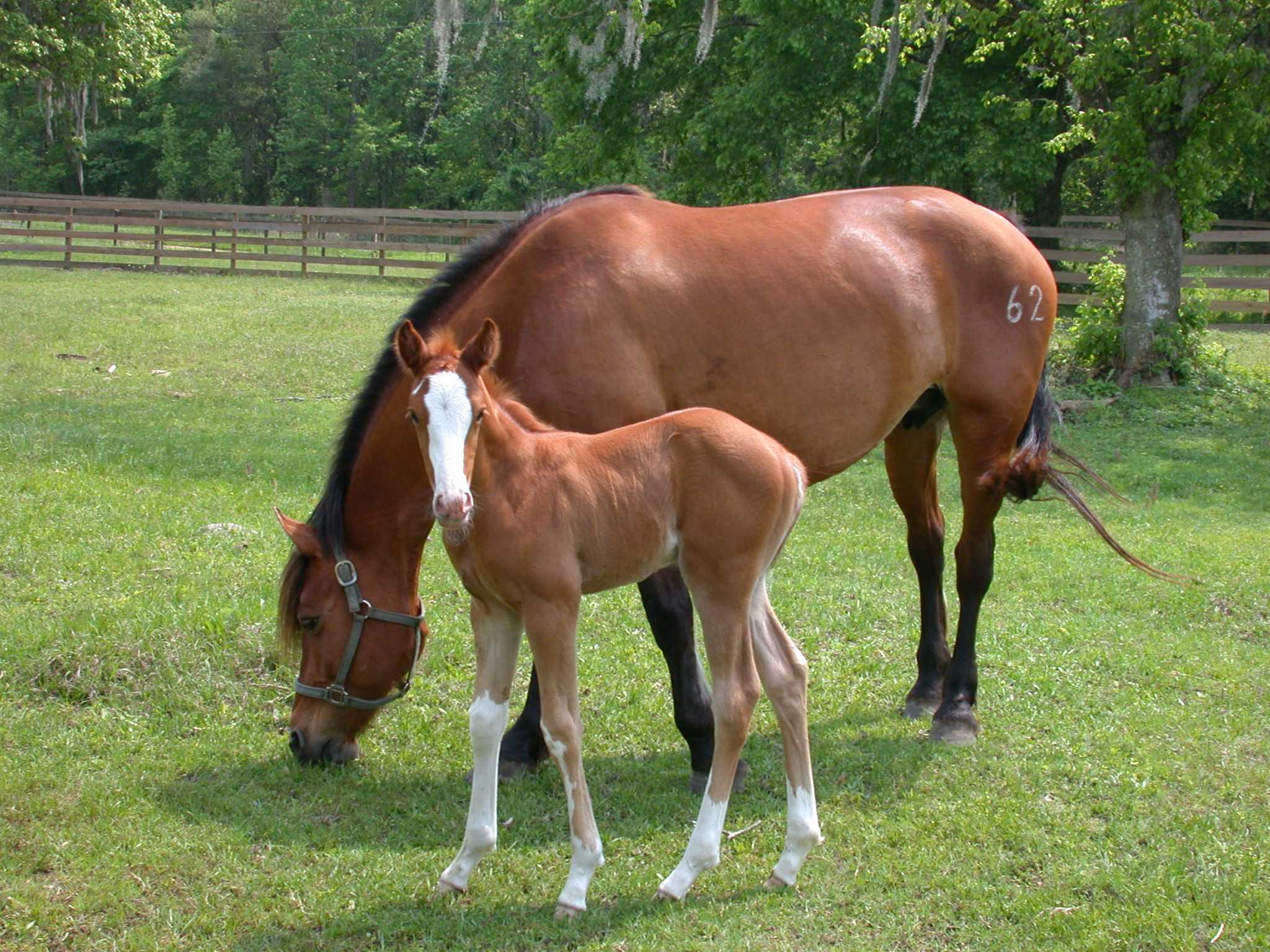 Размножение лошадей – как происходит процесс спаривания и беременность 2022