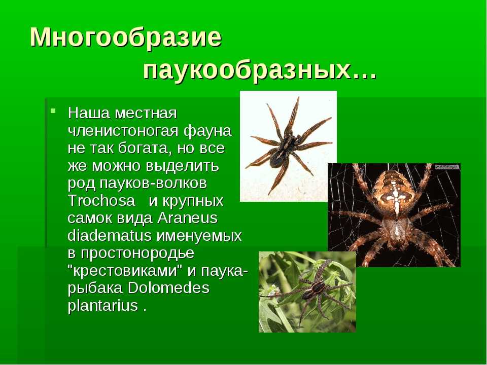 Паук относится к паукообразным. Многообразие паукообразных. Пауки представители класса. Представители класса паукообразные. Класс паукообразные многообразие.