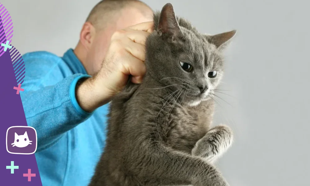 Почему нельзя дергать кота за хвост: строение позвоночника у кошачьих, возможные травмы и их последствия для животных