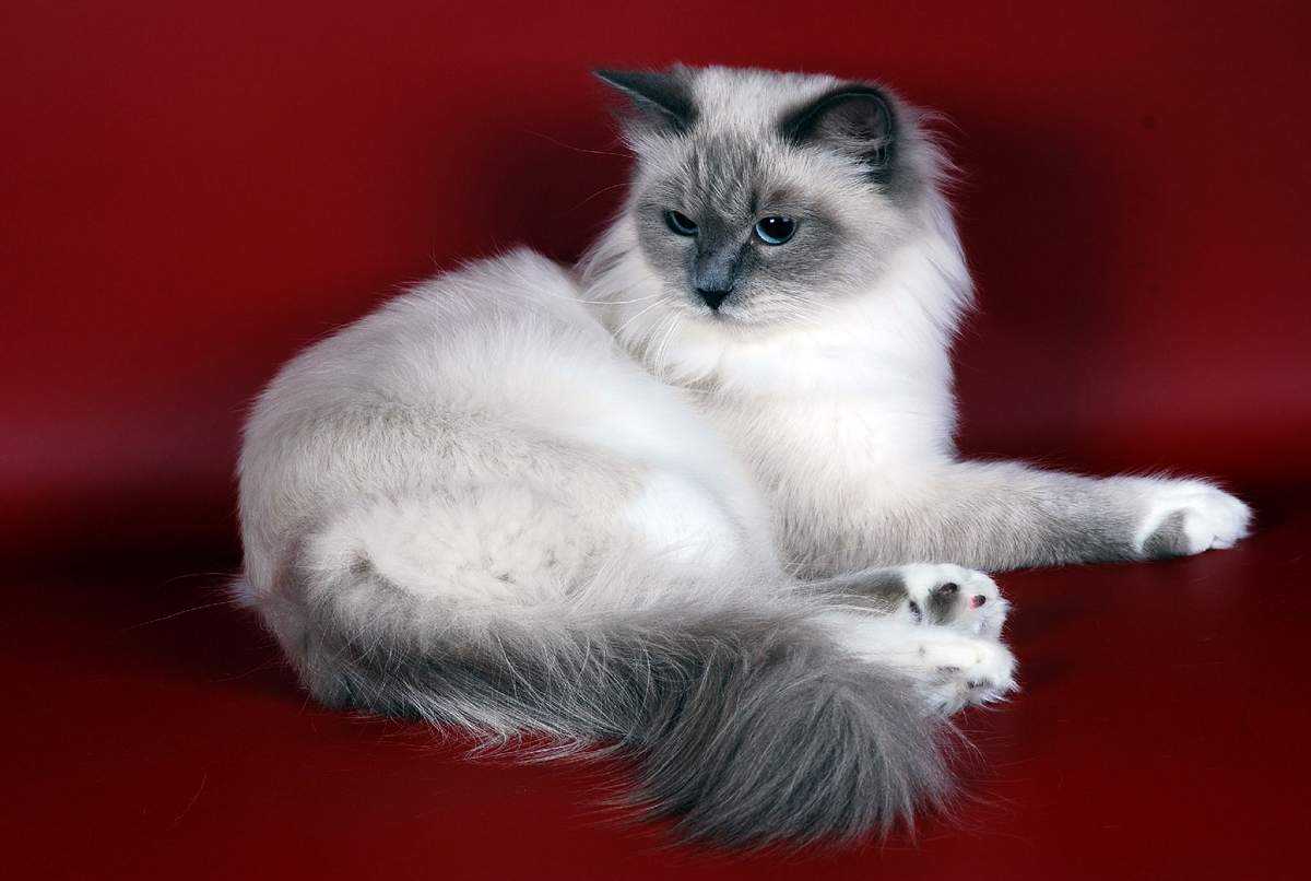 Кот порода невский маскарадный фото