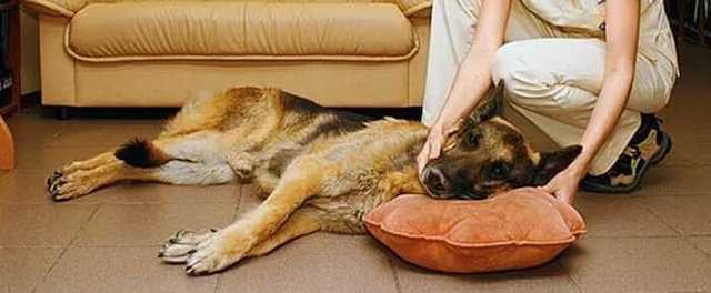 Причины и факторы эпилепсии у собак, возможное лечение и как прекратить приступы