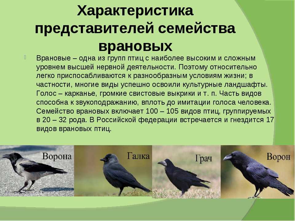 Серая ворона: сколько живёт, чем питается и где обитает, яйца и птенцы