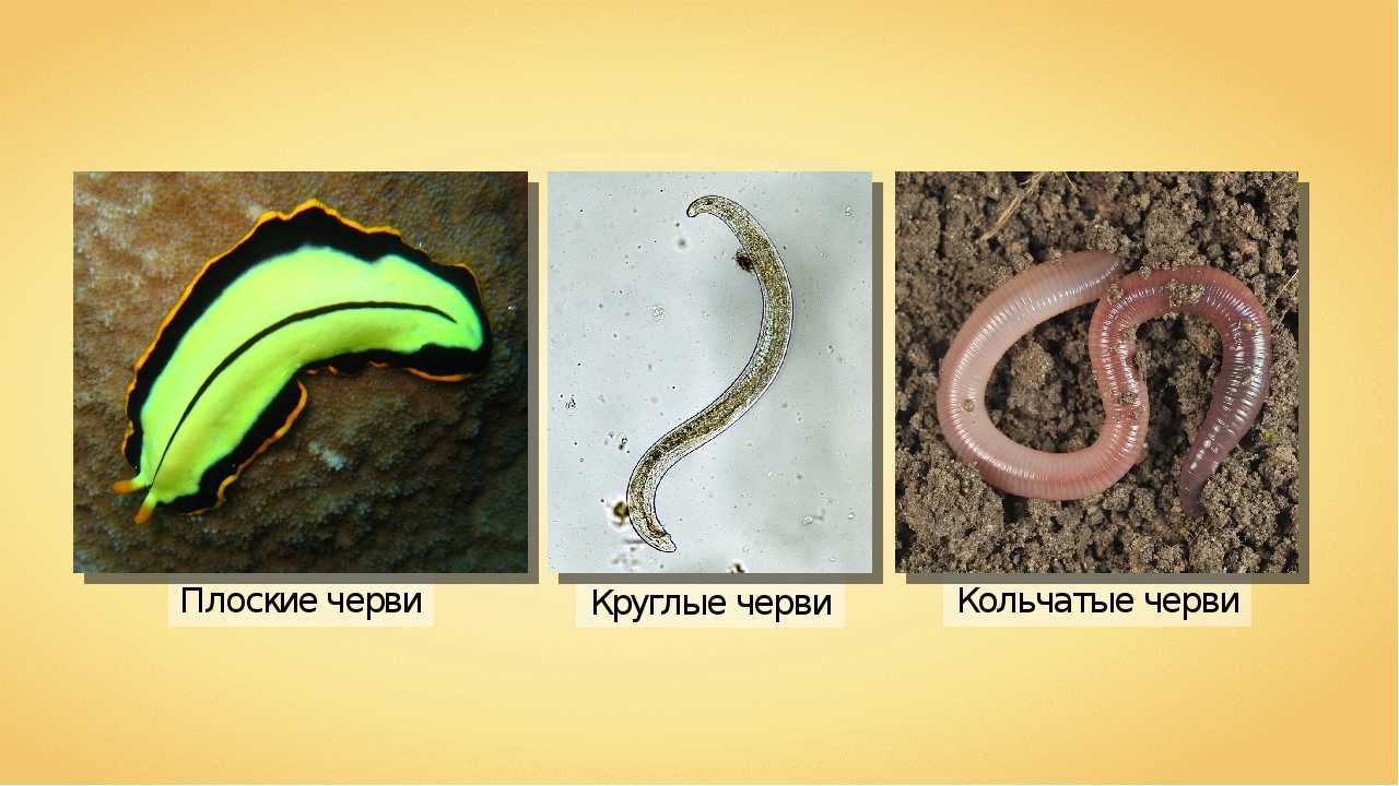 Кольчатые черви примеры животных названия. Кольчатые черви. Эволюция червей плоские круглые кольчатые. Плоские черви беспозвоночные. Беспозвоночные животные плоские черви.