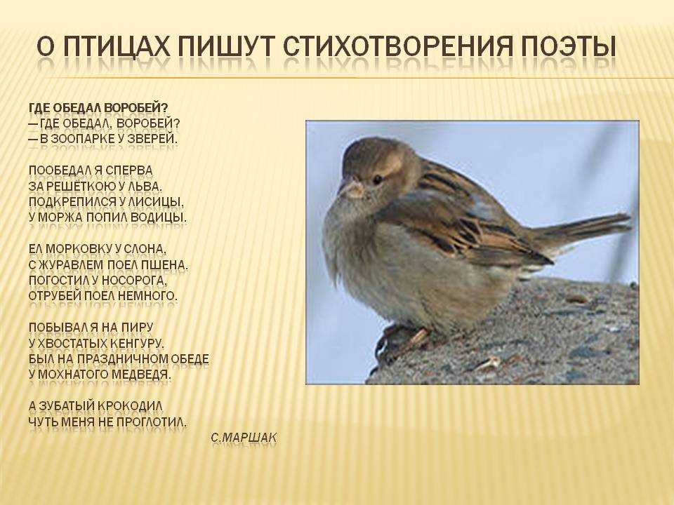 Основная мысль текста каждый знает воробья ворону. Стих Воробей. Стихи про птиц. Стих про воробья для детей. Стих про птичку.