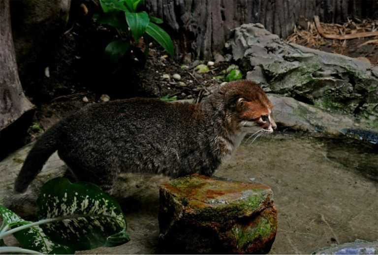 Суматранская кошка: описание внешности, характер, среда обитания и образ жизни, фото