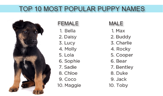 Как выбрать кличку собаке: критерии подбора в соответствии с полом, характером, породой и размером, примеры интересных и необычных имен для собак