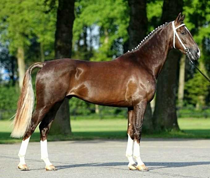 Упряжные породы лошадей: название, описание и фото