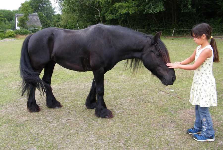 Мини-лошадь: фото и описание, породы, содержание и уход
