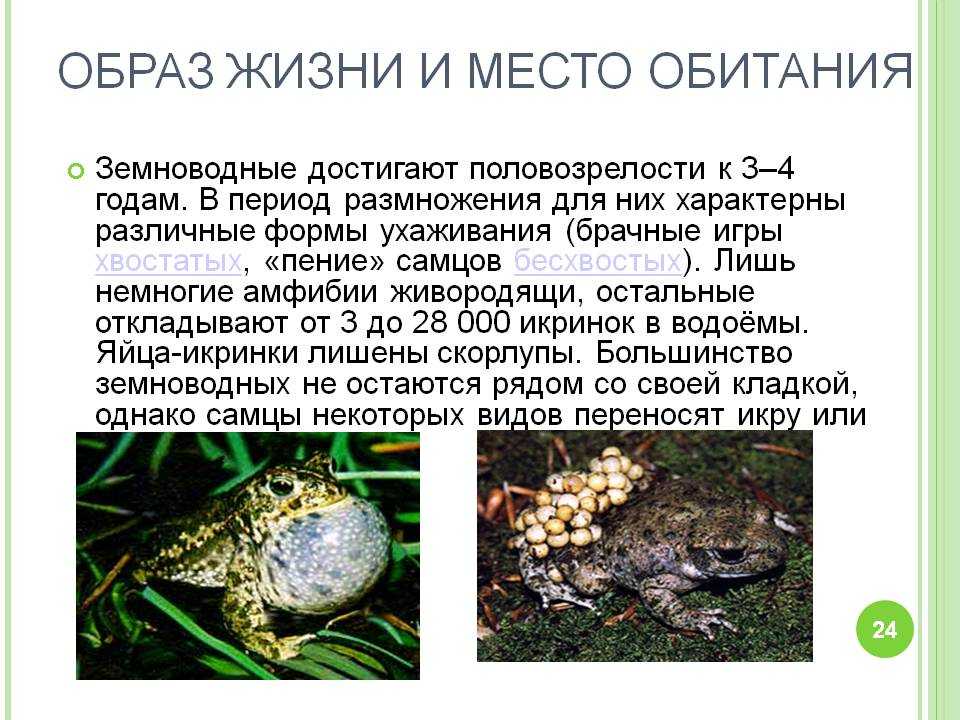 Как дышит лягушка на суше и в воде? :: syl.ru