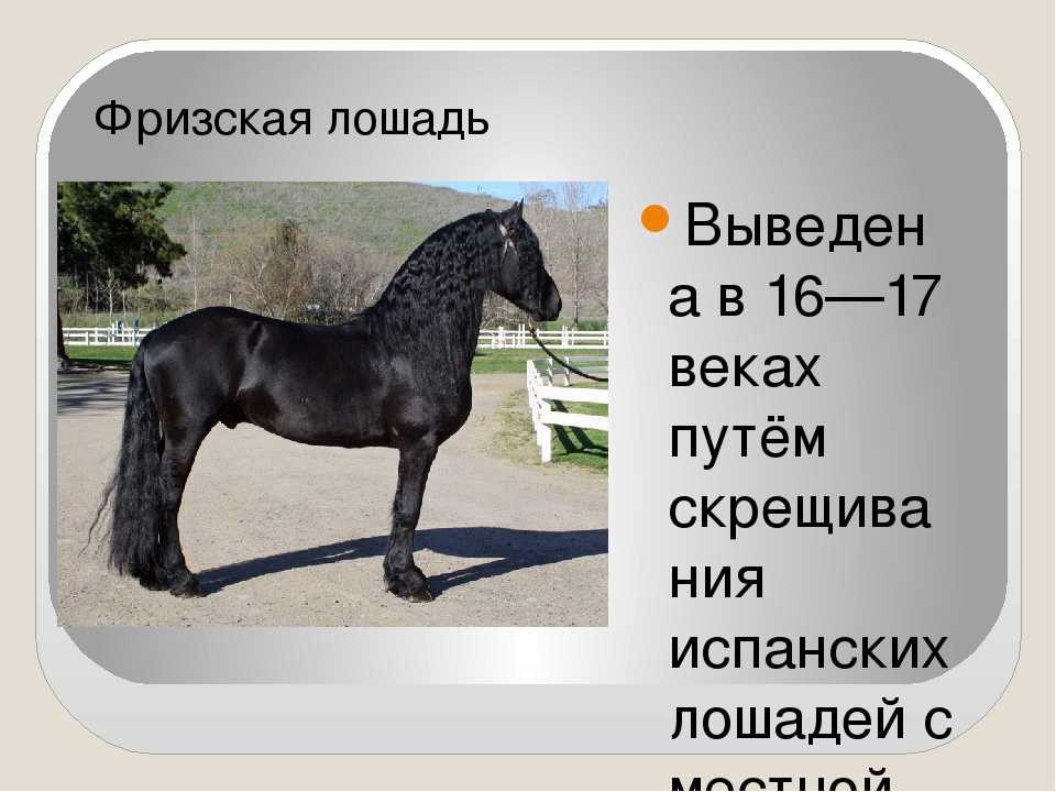 Тракененская лошадь: история, экстерьер, характер, особенности содержания, разведение, использование