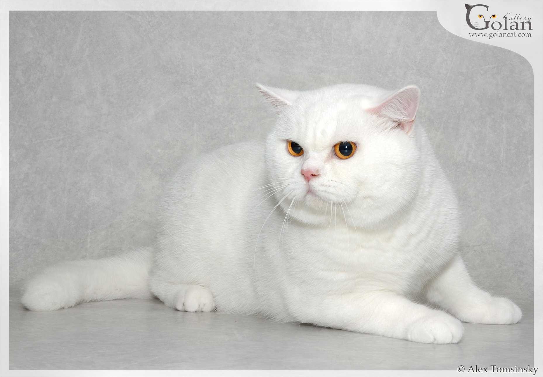 Британская короткошёрстная кошка белая