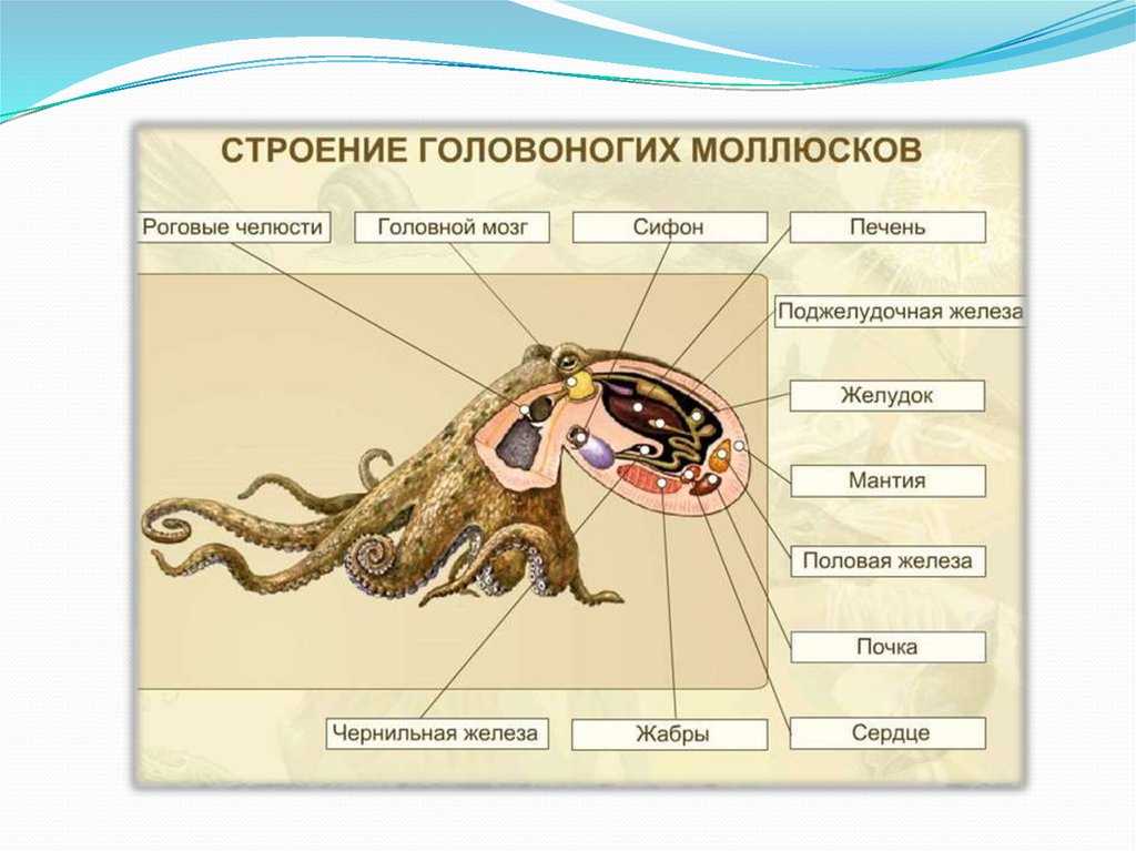 Моноплакофора - monoplacophora - abcdef.wiki