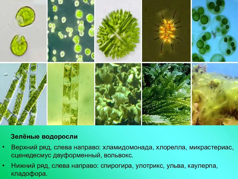 Для водорослей характерно ответ. Хлорелла и вольвокс. Зеленые водоросли хлорелла. Одноклеточная зеленая водоросль хлорелла. Зелёные водоросли хламидомонада.