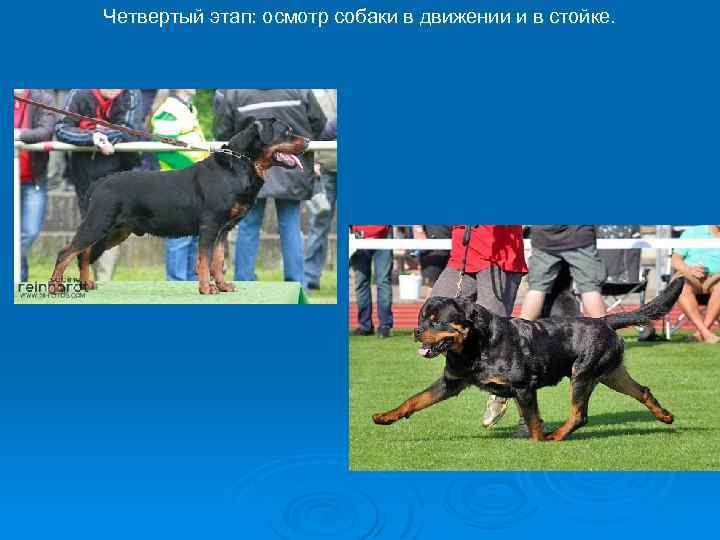 Тест кэмпбелла для щенков - dogtricks.ru