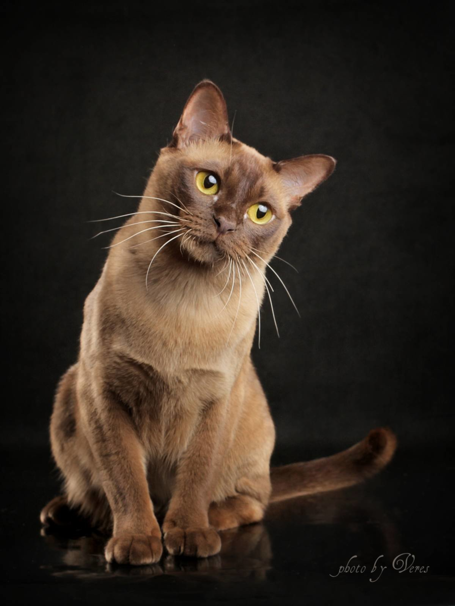 Кошка коричневая короткошерстная. Бурма кошка. Европейская Бурма. Бурманская короткошерстная кошка. Кот европейская Бурма.