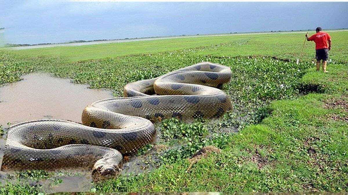 Самые большие змеи в мире: топ10, рекорды длинны, фото