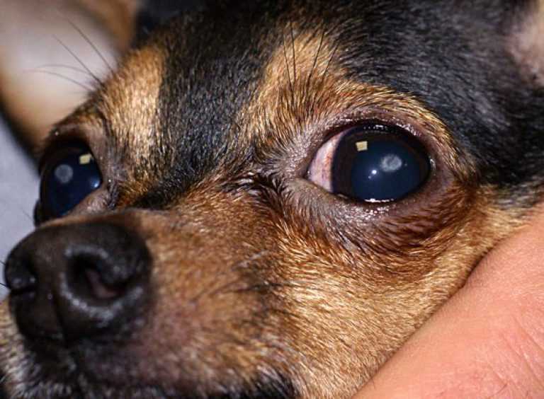 Слепота и потеря зрения у собак