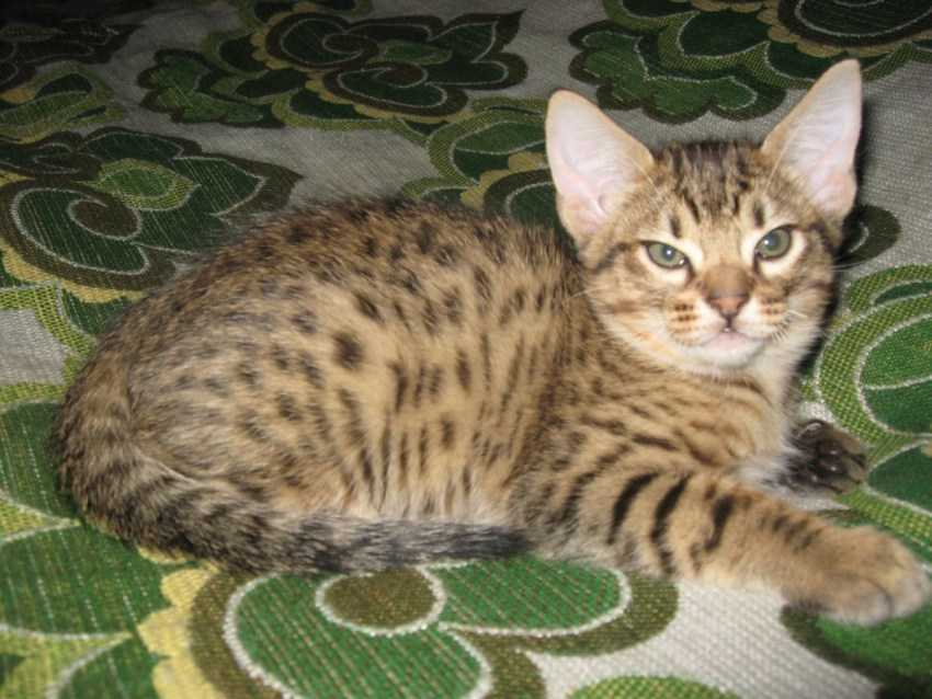 Кошка оцикет: описание породы и особенности характера