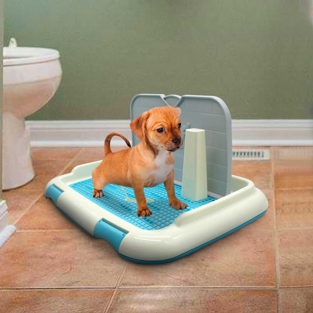 Как приучить щенка ходить на пеленку (многоразовую и одноразовую) в туалет, отзывы
