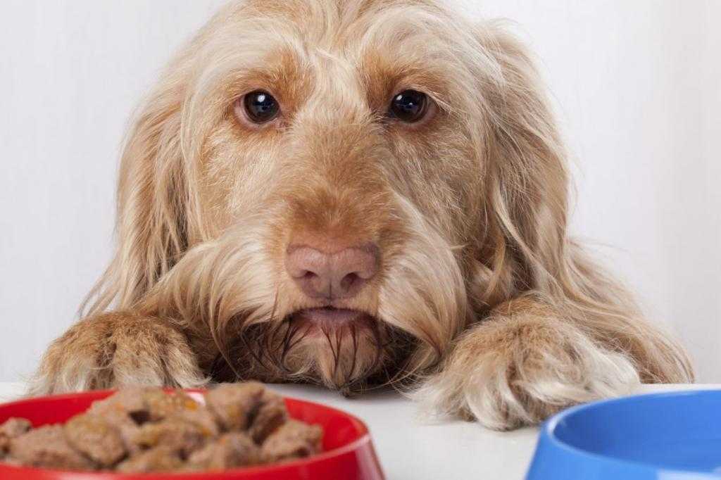 Если пес – «пылесос»: отучаем собаку подбирать еду на улице