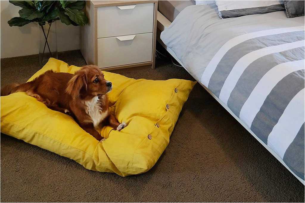 Включи дом лежать. Кровать для собаки. Собачья кровать для людей. Пес в кровати.