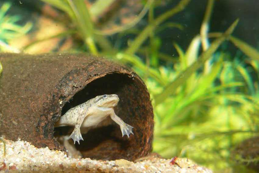 Лягушка гименохирус в аквариуме — описание,размножение,содержание,фото,видео