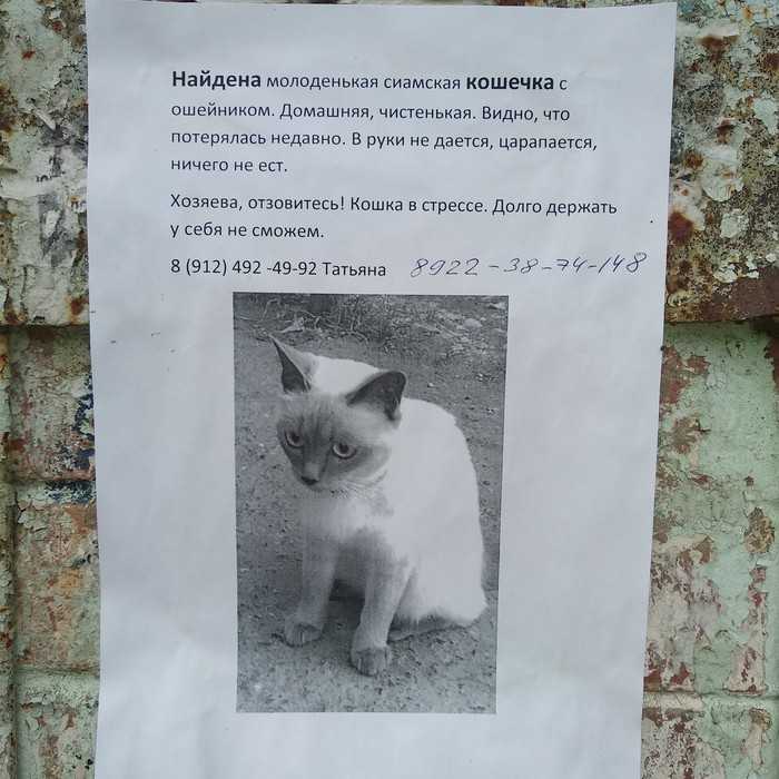 Пропавший кот нашелся спустя 5 лет на другом конце страны