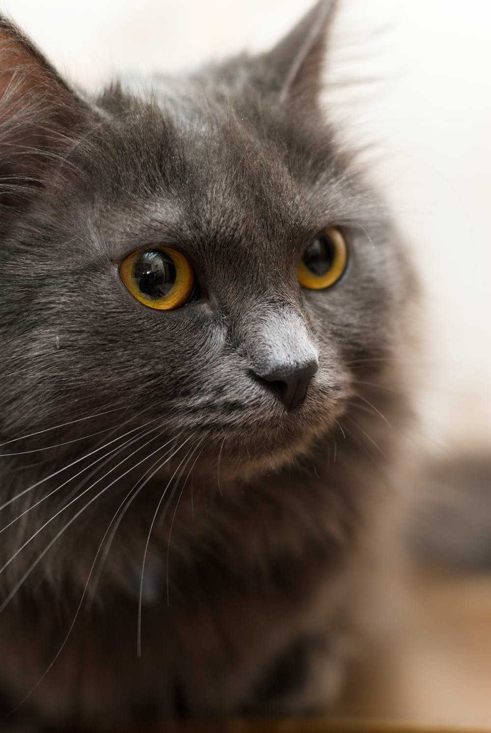 Нибелунг (порода кошек) - фото, описание, характер, особенности ухода, цена