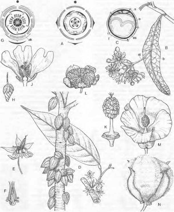 Класс: диатомовые,или кремнеземные, водоросли - бактерии, грибы, растения - систематика и филогения - ботаника том 3 - эволюция и систематика - 2007