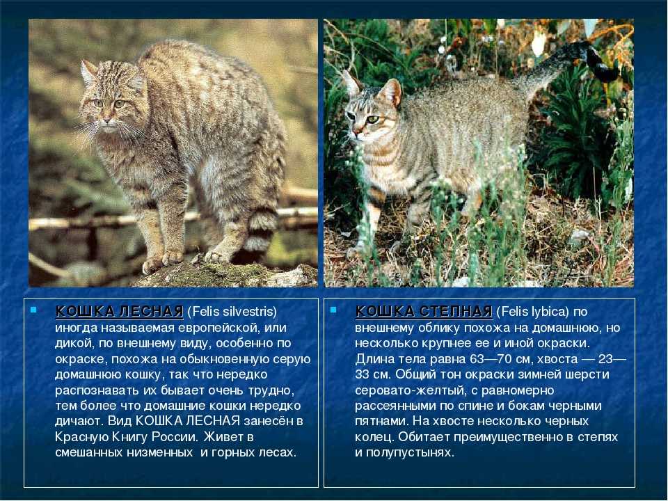 Амурский лесной кот - фото, описание и характеристика породы