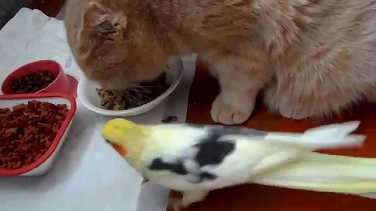 Кошка не любит когда ее гладят - причины и что делать