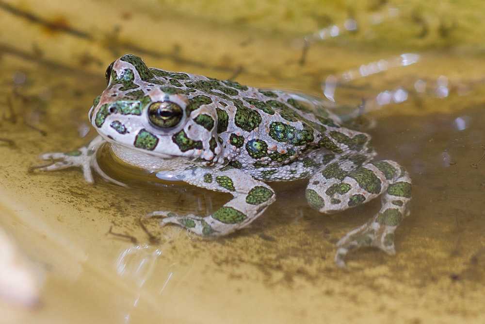 Лягушка березка. Зеленая жаба Bufo viridis. Зеленая жаба Bufo viridis Крым. Астраханский заповедник (лягушка, жаба). Хопёрский заповедник зеленая жаба.