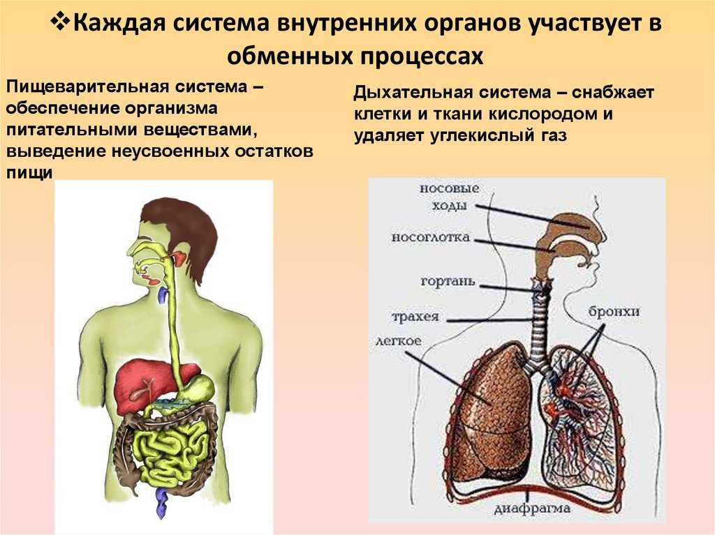В какую систему органов входит сердце. Системы органов. Рисунки Системов оргонов. Система органов рисунок. Какой орган изображен на рисунке.