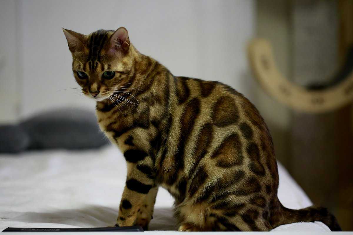 Бенгальская кошка — история происхождения породы, описание, характер, питание + 75 фото