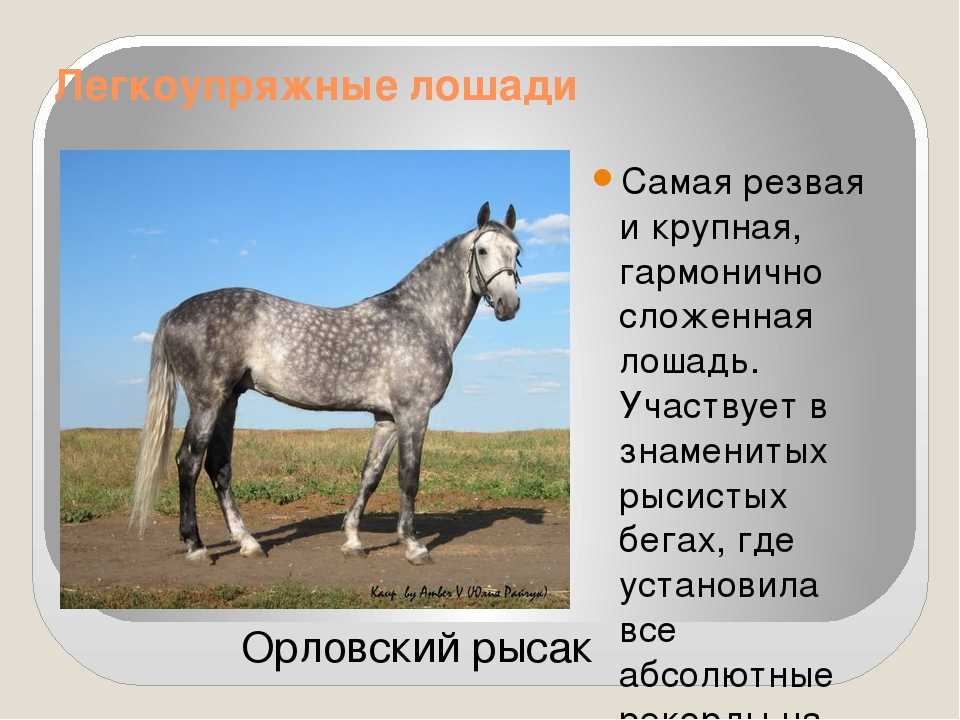 Карачаевская лошадь: фото, особенности