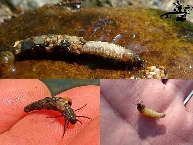 Ручейник насекомое. образ жизни и среда обитания ручейника | животный мир