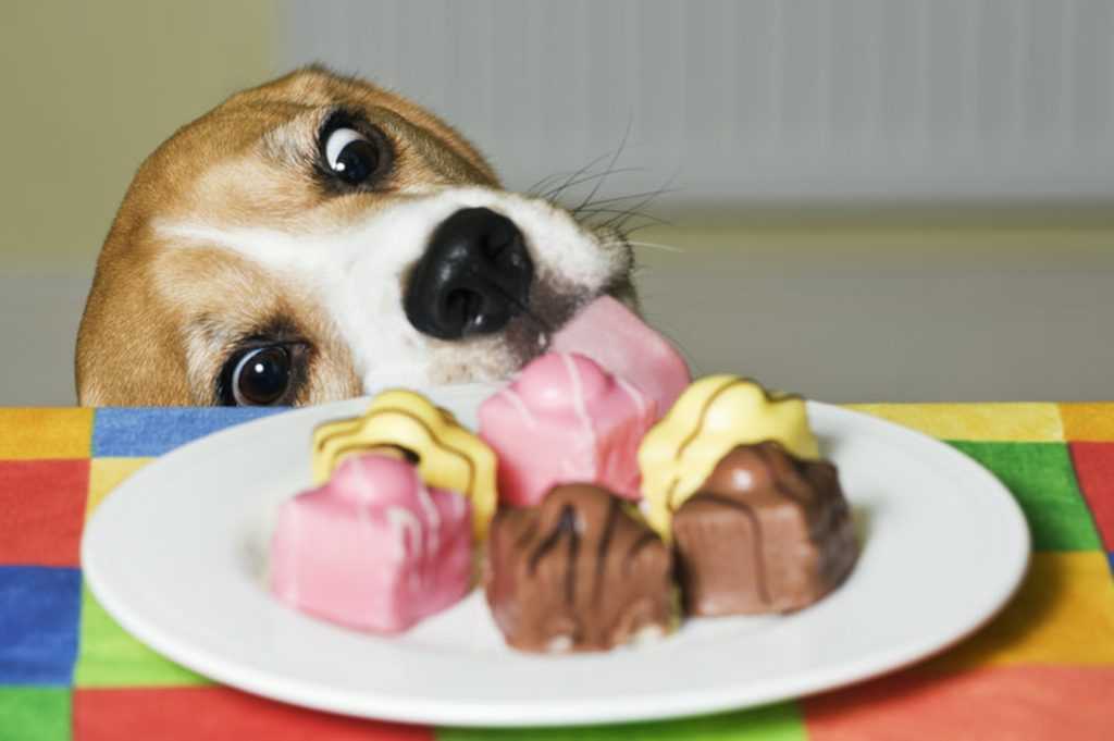 Что делать, если щенок привередлив в еде | блог ветклиники "беланта"