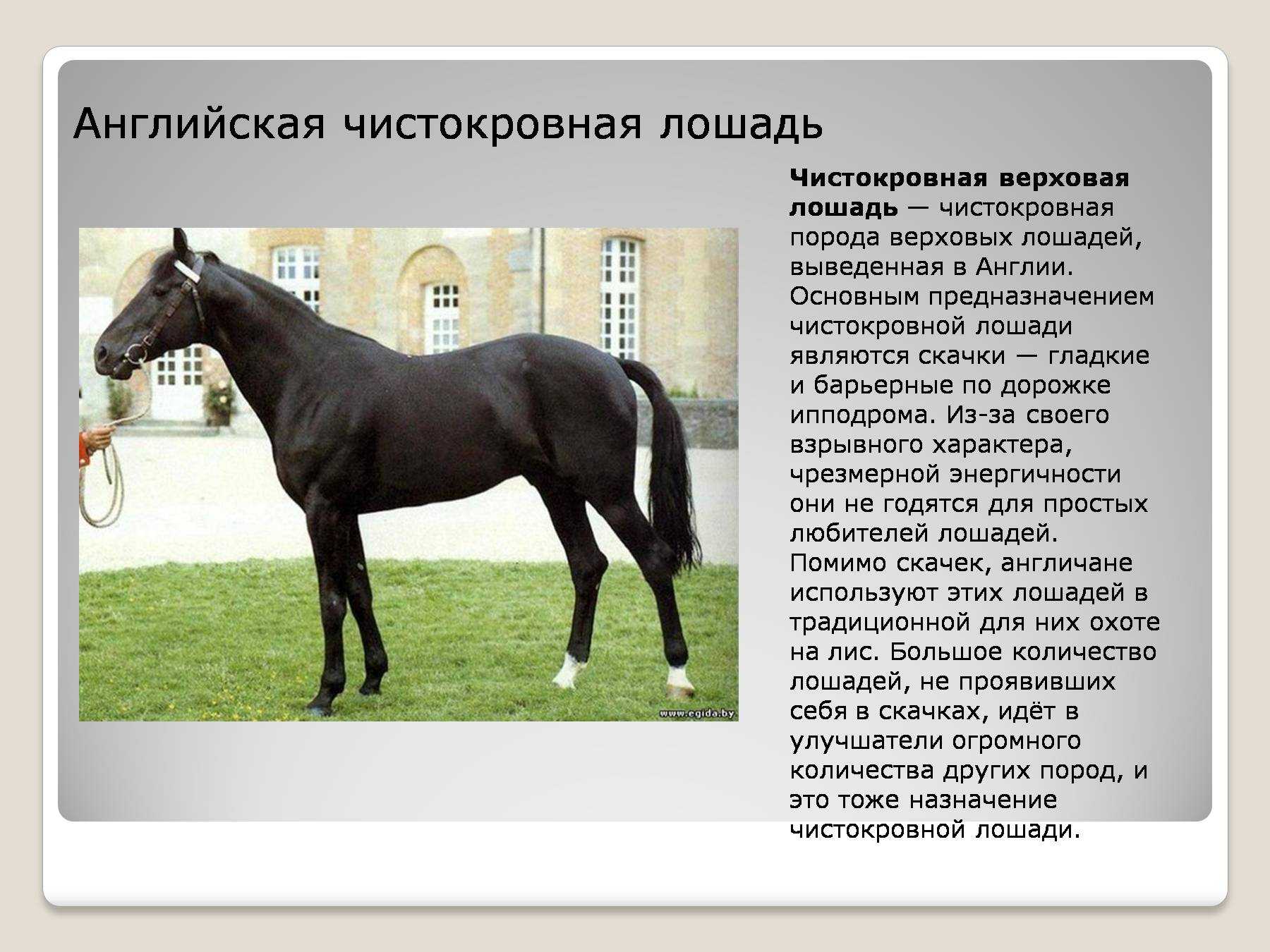 Самые красивые лошади: породы, внешний вид, описание