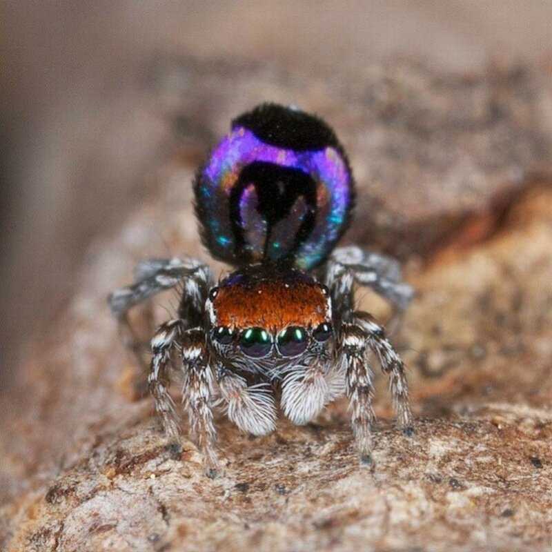 Самые красивые пауки – ужасные и прекрасные