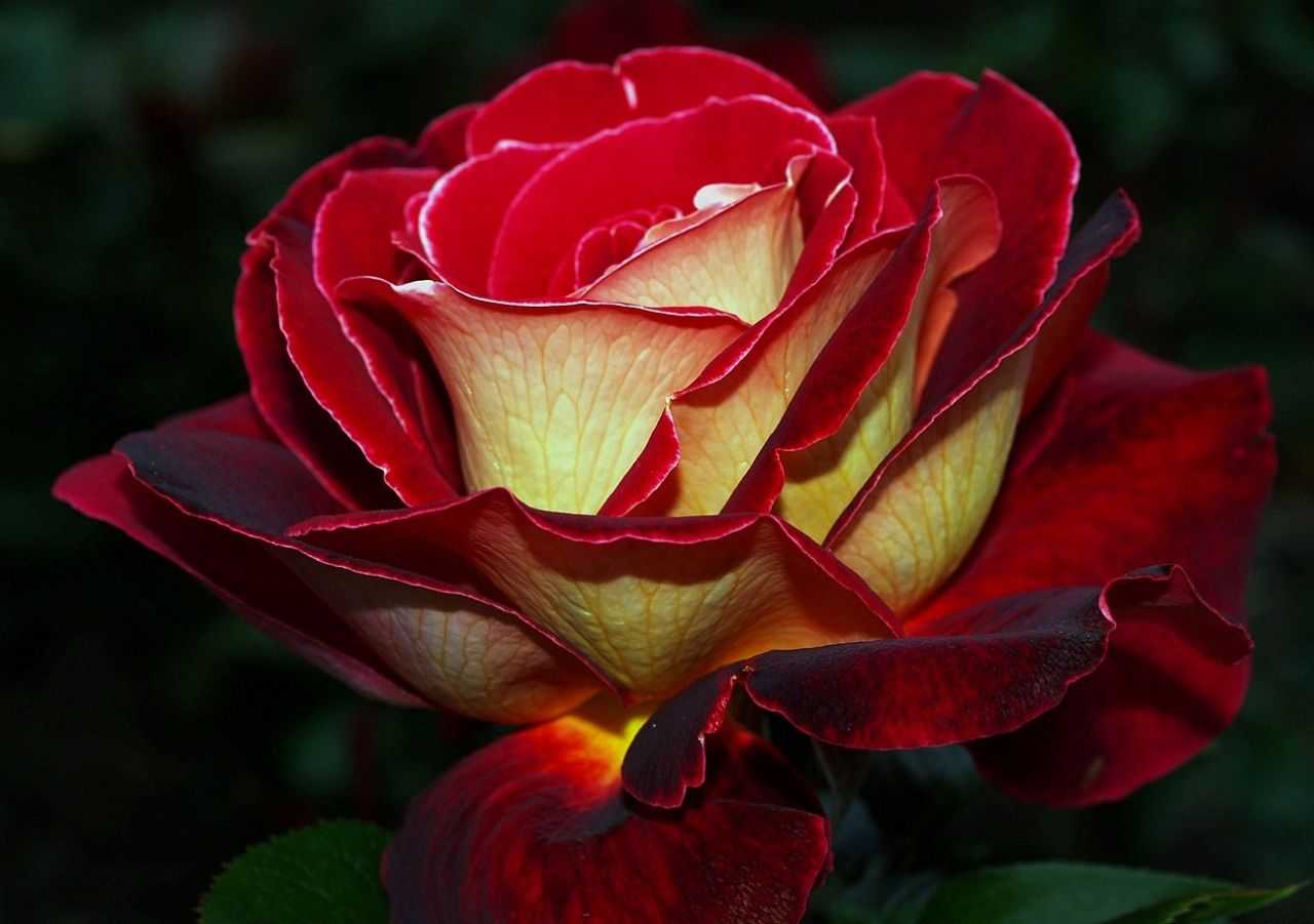 Розы Самые Красивые