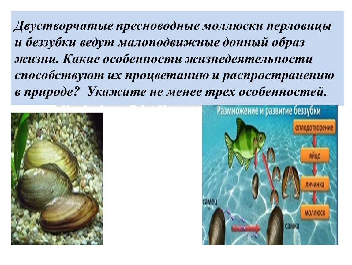 Доклад на тему моллюски сообщение по биологии 3, 7 класс (описание для детей)