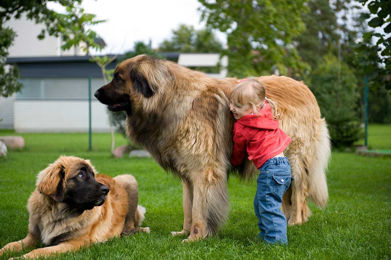 Самая большая собака в мире — топ-10
