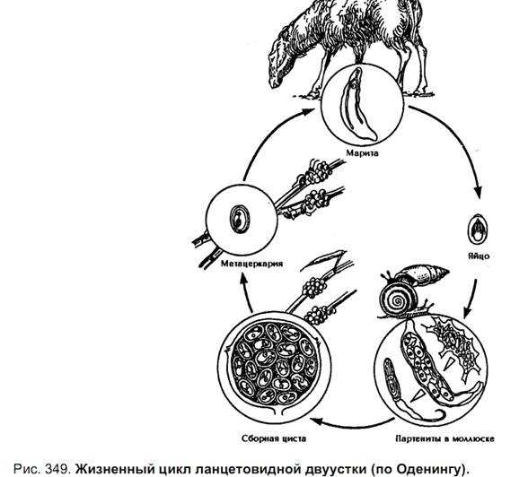 Печеночная двуустка жизненный цикл. Dicrocoelium lanceatum жизненный цикл. Цикл развития кошачьей двуустки. Ланцетовидная двуустка жизненный цикл. Ланцетовидный сосальщик жизненный цикл.