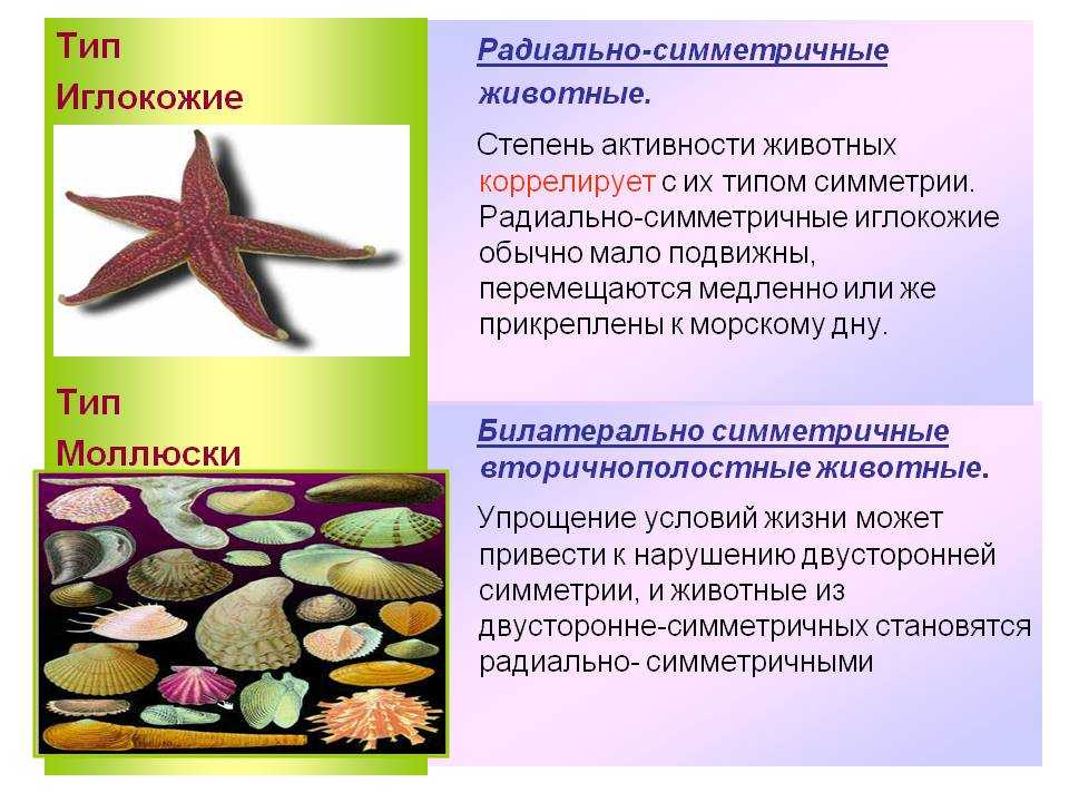 Тип иглокожие - bio-lessons